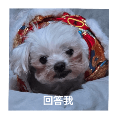 vegetable_20250508133850