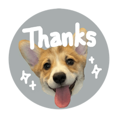 パピーコーギーの日常