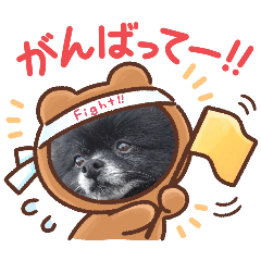 黒ポメ佐助の日常だよ①