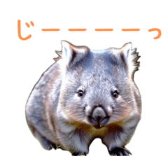 Happy Animal_Wombat 1