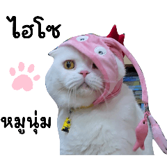 Jeydi White Scottishfold 2