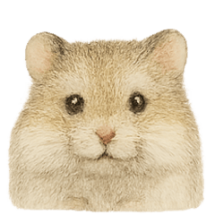 Striped Desert Hamster