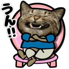 動くキジトラ猫5