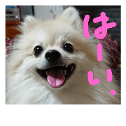 pomeranian koji koji 3