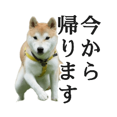 【家族連絡用】柴犬ゆずのスタンプ