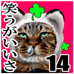 リアルキジトラ❤笑える猫写真14