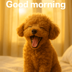 Fluffy Poodle Daily Greetings