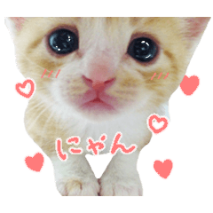 かわいい猫の写真スタンプ Line スタンプ Line Store