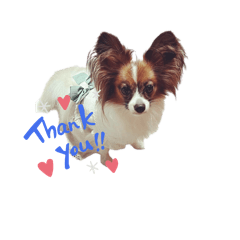 パピヨン＆チワワ