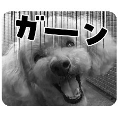 I am Moca.(Toy Poodle)