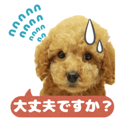 トイプードル茶 一年中使える 日常スタンプ