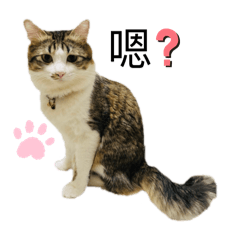 Queenie_20250508232847 – LINE stickers | LINE STORE