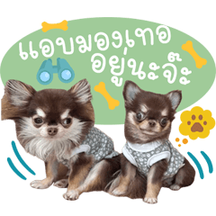 Mocha and Muffin the Chihuahua