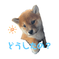 柴犬こまちゃむ