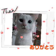 cats_20250509154440