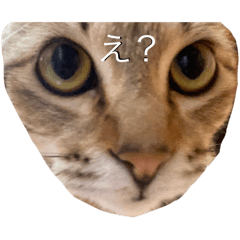 可愛くてクセになる猫スタンプ