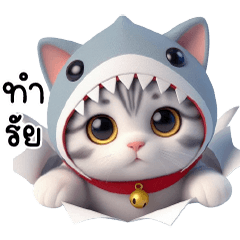 ลูกแมวเมกัน ชุดฉลาม น่ารัก