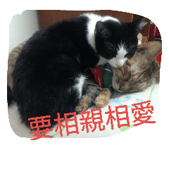 阿喵豆豆裝可愛