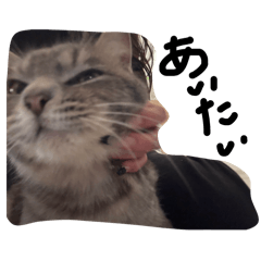 ぎんくんの日常2