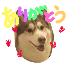 ハスキー犬 Line スタンプ Line Store ハスキー犬 Line スタンプ Line Store