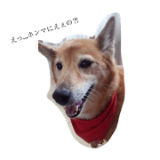 feeling now by my dog
