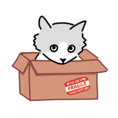 Nova the cat