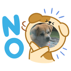 こむぎだいすき！！！