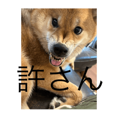 ゴン太くんスタンプ。、