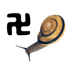 tanuchan snails