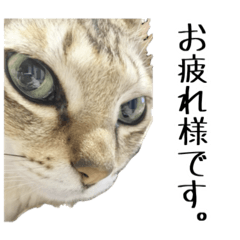 ゆるゆるシンガプーラVer2