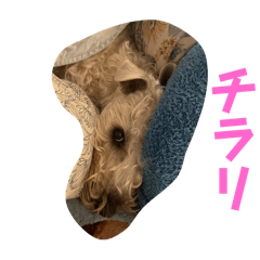 シャっちゃんスタンプ　玄人向け追加パック