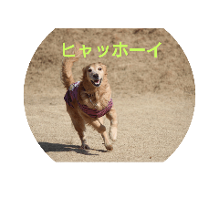 golden-monchan2