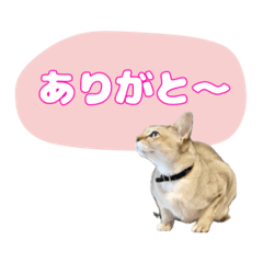 ゆるゆるシンガプーラVer3