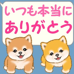 Mameshiba babies greetings 4