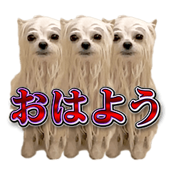 使いやすい濡れた犬のスタンプ