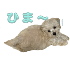 tantan_20250509222349