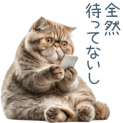 ツンデレ猫ちゃん【かわいい・カップル】