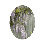 Purple Wisteria Dynamic Sticker 2