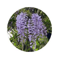 紫藤花動態貼圖. 1