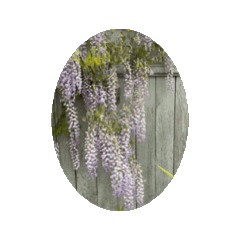 Wisteria Dynamic Sticker. 2