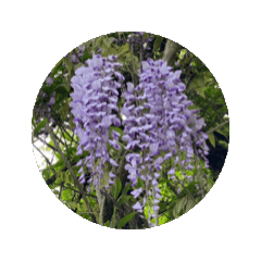 紫藤花動態貼圖 1