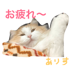 My Cat Alice