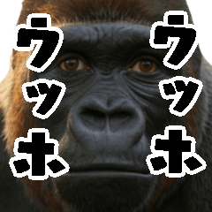 Uh-huh, hard working gorilla