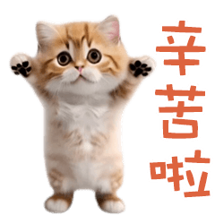 舞蹈！跳舞貓