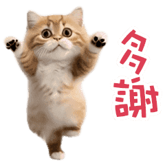 舞蹈！跳舞貓2