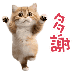 *dance! dancing cat2(TWN)