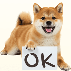 shiba20250509