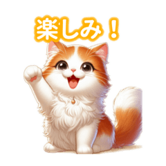 Super cute Turkish Van!
