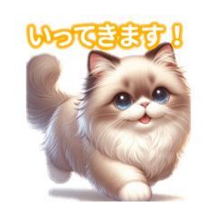 Super cute Himalayan!