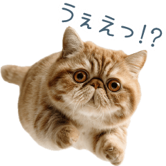 Reaction exotic shorthair cat